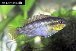 pelvicachromis silviae pelvicachromis silviae