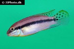 pelvicachromis species bluefin pelvicachromis species bluefin
