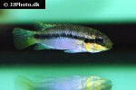 pelvicachromis subocellatus pelvicachromis subocellatus
