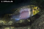 pelvicachromis subocellatus pelvicachromis subocellatus