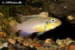 pelvicachromis subocellatus pelvicachromis subocellatus