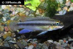 pelvicachromis subocellatus pelvicachromis subocellatus