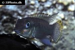 pelvicachromis subocellatus pelvicachromis subocellatus
