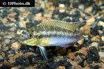 pelvicachromis subocellatus pelvicachromis subocellatus
