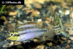 pelvicachromis subocellatus pelvicachromis subocellatus