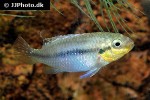 pelvicachromis subocellatus pelvicachromis subocellatus