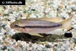 pelvicachromis subocellatus pelvicachromis subocellatus
