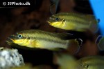 pelvicachromis taeniatus pelvicachromis taeniatus