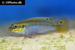 pelvicachromis taeniatus pelvicachromis taeniatus