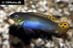 pelvicachromis taeniatus pelvicachromis taeniatus