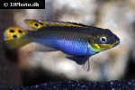 pelvicachromis taeniatus pelvicachromis taeniatus