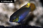 pelvicachromis taeniatus pelvicachromis taeniatus