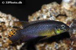 pelvicachromis taeniatus pelvicachromis taeniatus