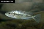haplochromis argens haplochromis argens