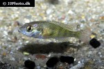 haplochromis brownae haplochromis brownae