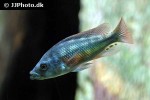 haplochromis chilotes haplochromis chilotes