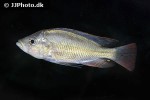 haplochromis chilotes haplochromis chilotes