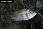 haplochromis chilotes haplochromis chilotes