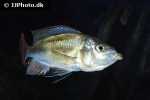 haplochromis chilotes haplochromis chilotes
