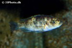 haplochromis chilotes haplochromis chilotes