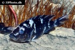 haplochromis chilotes haplochromis chilotes