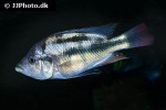 haplochromis chilotes haplochromis chilotes