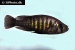 haplochromis melanopterus haplochromis melanopterus