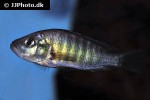 haplochromis melanopterus haplochromis melanopterus