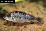 haplochromis melanopterus haplochromis melanopterus