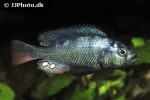 haplochromis nubilus haplochromis nubilus