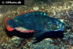 haplochromis nubilus haplochromis nubilus