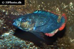 haplochromis nubilus haplochromis nubilus