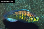 haplochromis obliquidens haplochromis obliquidens