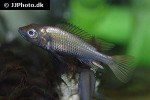 haplochromis pyrrhocephalus haplochromis pyrrhocephalus