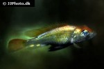 haplochromis pyrrhocephalus haplochromis pyrrhocephalus