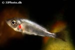 haplochromis pyrrhocephalus haplochromis pyrrhocephalus