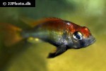 haplochromis pyrrhocephalus haplochromis pyrrhocephalus