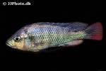 haplochromis rubripinnis haplochromis rubripinnis