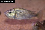 haplochromis rubripinnis haplochromis rubripinnis