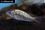 haplochromis rubripinnis haplochromis rubripinnis