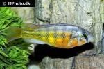 haplochromis sauvagei haplochromis sauvagei