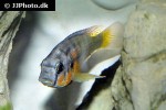 haplochromis sauvagei haplochromis sauvagei