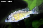 haplochromis species ch44 haplochromis species ch44