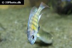 haplochromis species ch44 haplochromis species ch44
