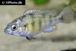haplochromis species ch44 haplochromis species ch44