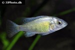 haplochromis species ch44 haplochromis species ch44