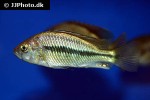 haplochromis species flameback haplochromis species flameback