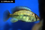 haplochromis species flameback haplochromis species flameback