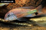 haplochromis species hippo point salmon haplochromis species hippo point salmon