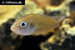 haplochromis species hippo point salmon haplochromis species hippo point salmon